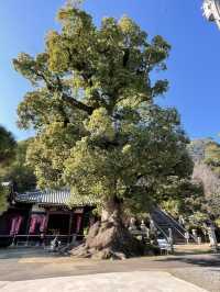 【香川】銭形砂絵の街・観音寺