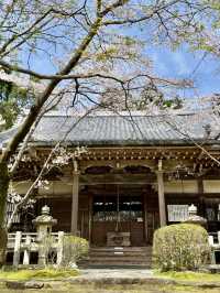 Cherry Blossoms at Oharano Shrine
