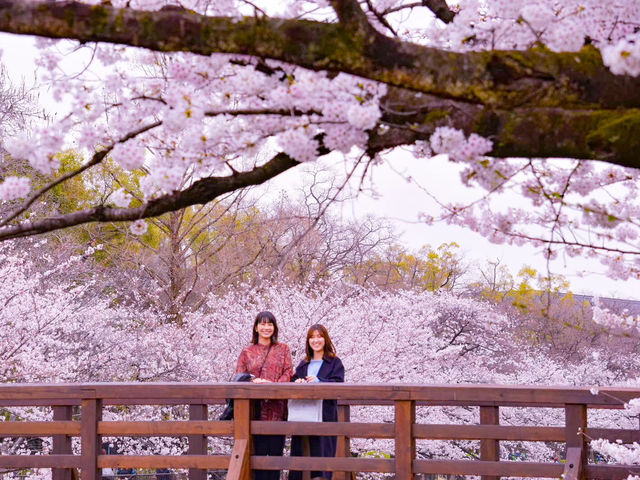 【名古屋】さくら名称100選🌸山崎川の桜並木のライトアップ✨