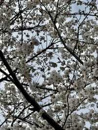 Cherry Blossoms in Busan and Seoul SK 2025