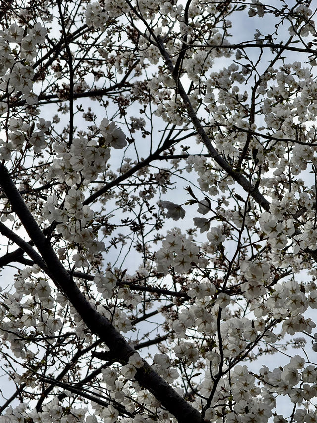 Cherry Blossoms in Busan and Seoul SK 2025