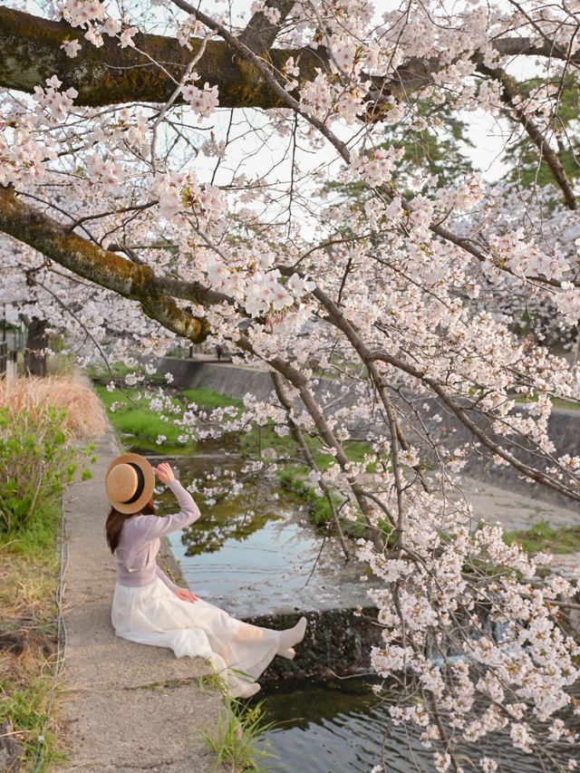 朝日に染まる桜🌸💓