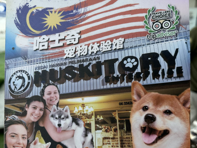 【馬六甲｜萌到心臟爆擊的 huskitory！】