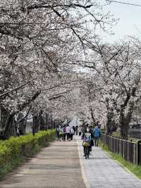 Beautiful cherry blossom @ Nagoya’s Four Seasons Road