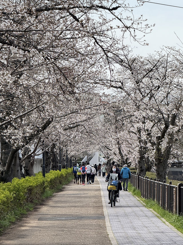 Beautiful cherry blossom @ Nagoya’s Four Seasons Road