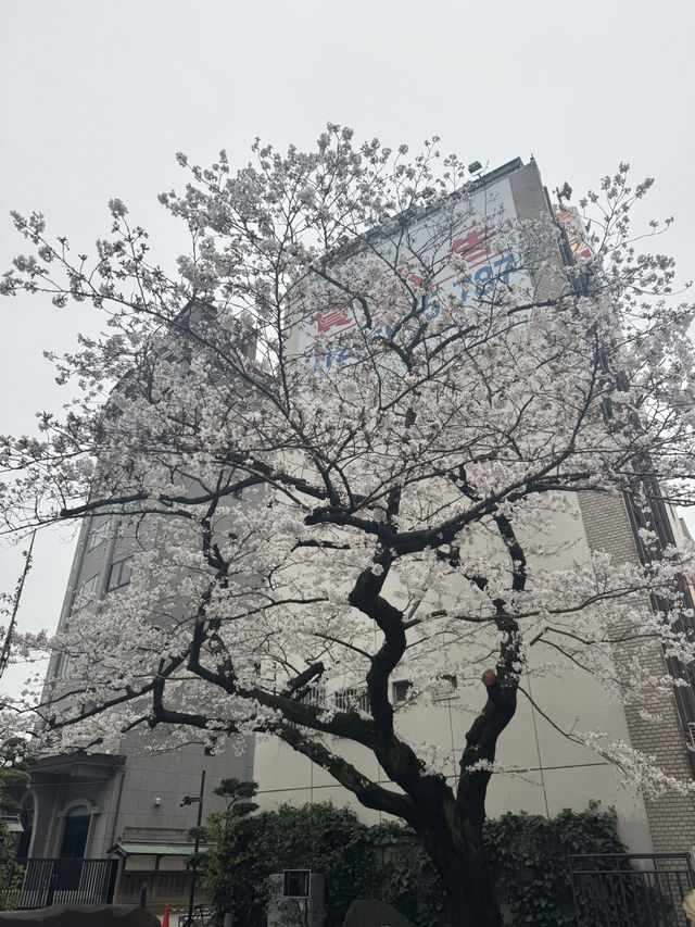 A Magical 6-Day Journey Through Osaka & Kyoto – Culture, Food, and Unforgettable Moments