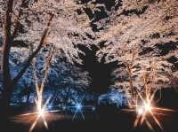 A Spring Night, Like a Dream - Night Illumination at “Sakura no Sato”