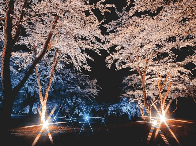 A Spring Night, Like a Dream - Night Illumination at “Sakura no Sato”