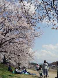 超穴場の京都お花見スポット🌸サイクリングが最高っ🍃🚲
