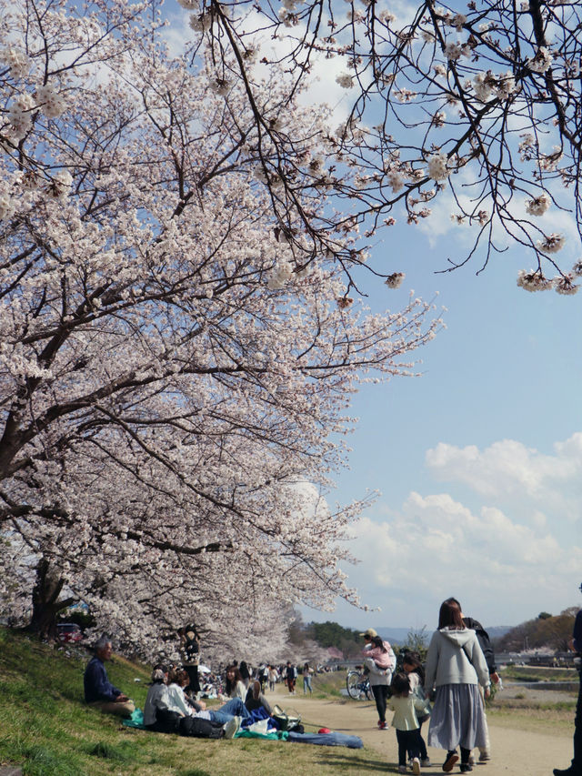 超穴場の京都お花見スポット🌸サイクリングが最高っ🍃🚲