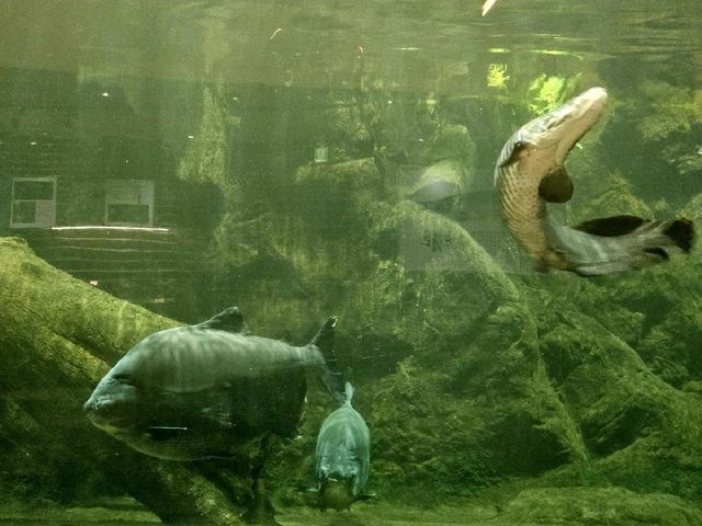 親近自然和學習生態知識的植物園