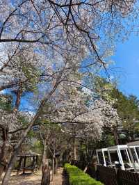 Chasing Cherry Blossoms: The Magic of Nami Island