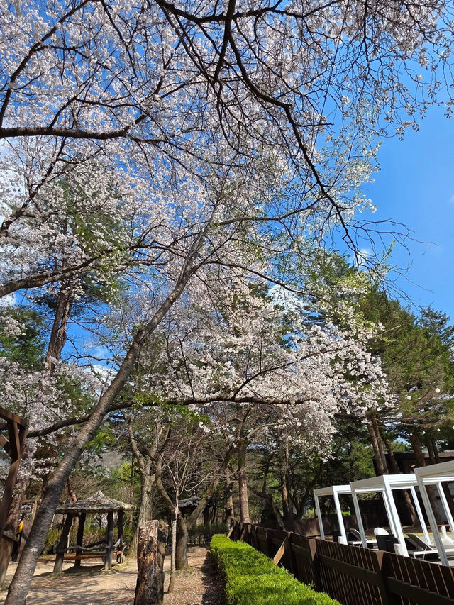 Chasing Cherry Blossoms: The Magic of Nami Island