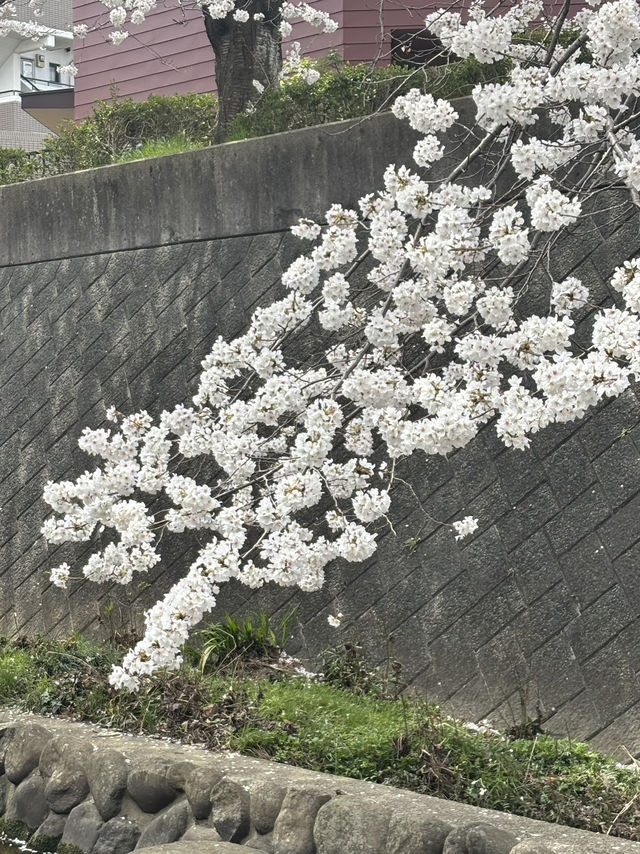【北九州カフェ】桜並木を眺めながらまったりできるカフェ