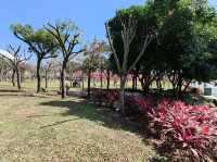 🌸** 中科崴立櫻花公園不僅擁有自然美景**🌸