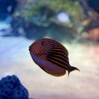 JOURNEY BENEATH THE WAVES | DISCOVER SEA LIFE MALAYSIA TODAY !