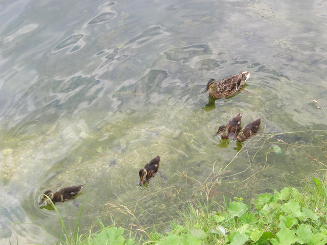 ミズリーナ湖とアントルノ湖でドロミテ絶景めぐり！