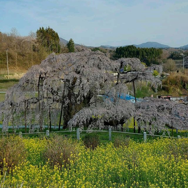 Miharu Takizakura, Fukushima