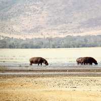 Mandusi Hippo Pool｜坦尚尼亞