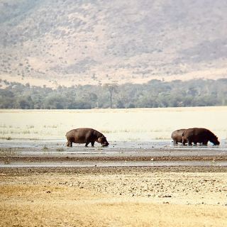 Mandusi Hippo Pool｜Tanzania