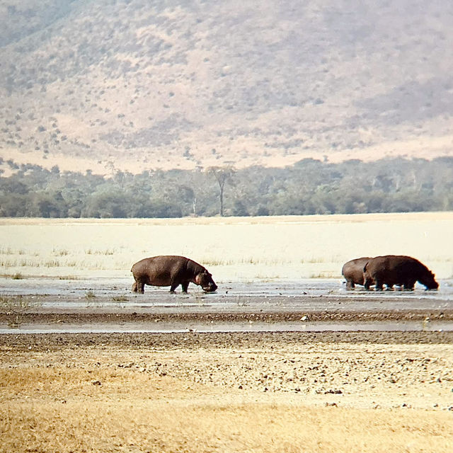 Mandusi Hippo Pool｜坦尚尼亞