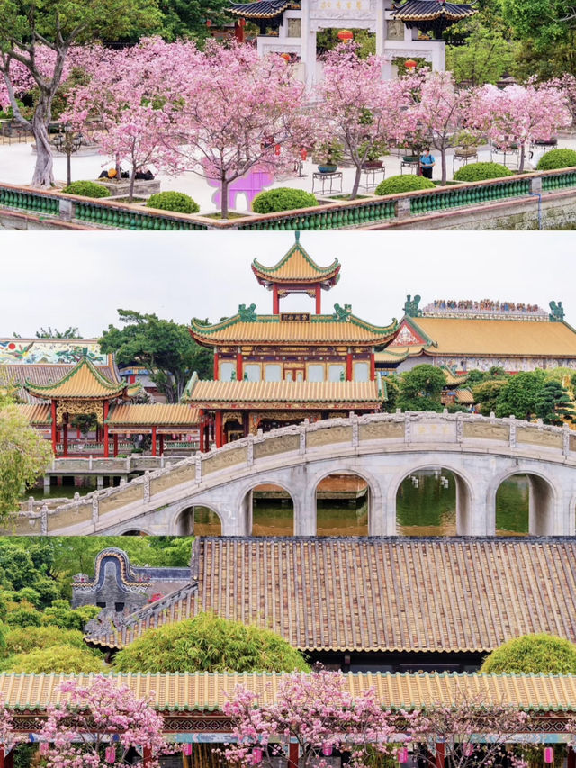 🌸 Countdown to Guangzhou's Next BIG Cherry Blossom Spot!