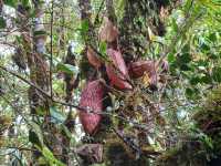 Cameron Highlands trek