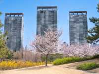 Chasing Sakura at Songdo Central Park
