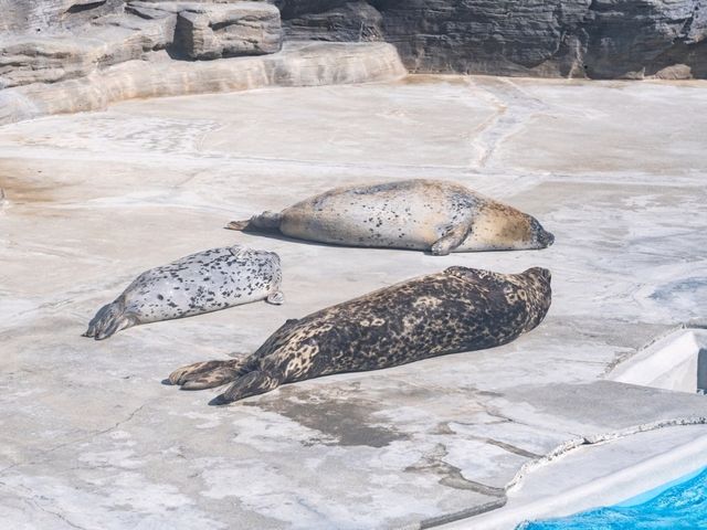 【千葉】きらきらした生き物を見に鴨川シーワールドへ！