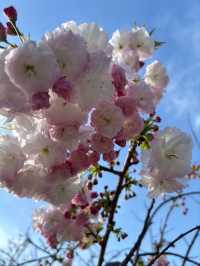 Nagai Park Cherry Blossoms– A Sports Lover’s Hanami Paradise