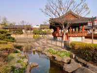 “Cherry Blossoms and Tradition at Namsangol Hanok Village”