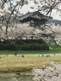 Korea’s Hidden Cherry Blossom Gem? It’s Right Here!