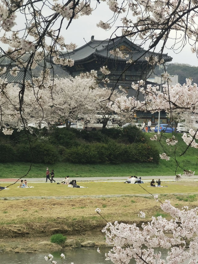 Korea’s Hidden Cherry Blossom Gem? It’s Right Here!