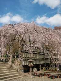 Hidden Sakura Spot in Kyoto | A Spring Tale at Ōishi Shrine