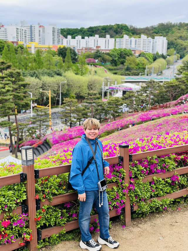 Celebrates the Breathtaking Bloom of Royal Azaleas Flowers