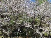 水前寺成趣園🌸櫻花相映成趣🌸