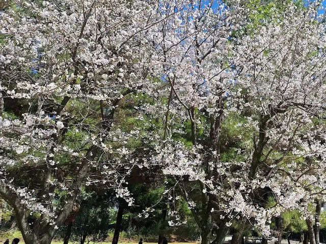 水前寺成趣園🌸櫻花相映成趣🌸