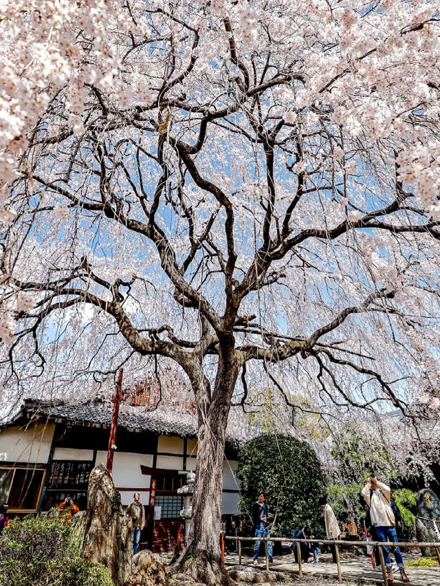 Honmanji Temple’s Timeless Sakura