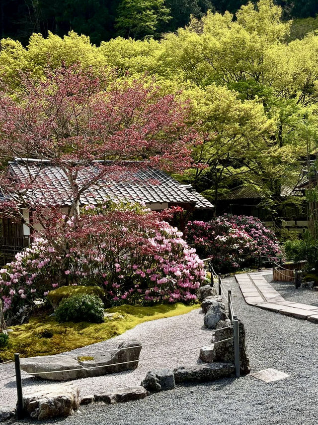 Spring Serenity at Kochidani Amida-ji Temple