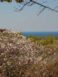 Temiya Park Sakura | Otaru's Seaside Cherry Blossom Haven