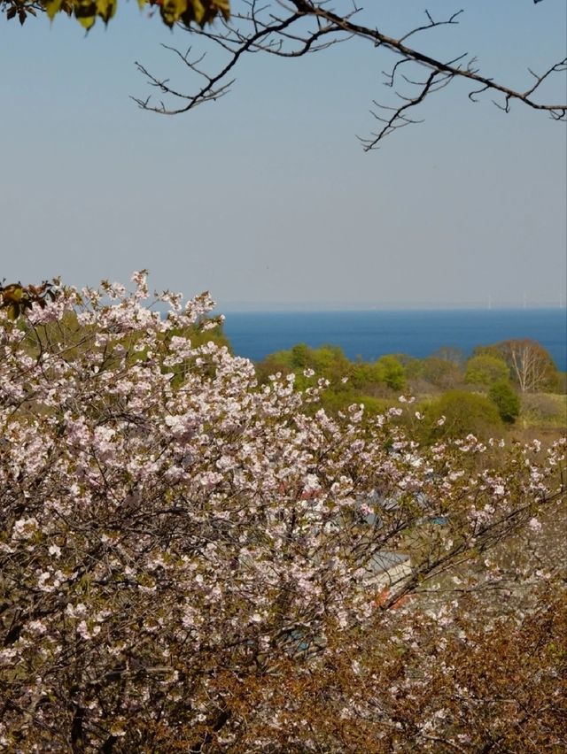 Temiya Park Sakura | Otaru's Seaside Cherry Blossom Haven