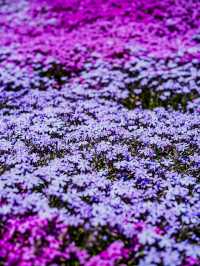 🌸 今がまさに見頃！國田家の芝桜で春を満喫 🌸