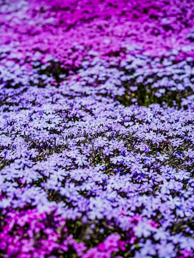 🌸 今がまさに見頃！國田家の芝桜で春を満喫 🌸