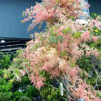 宜蘭秘境花市｜進花園・和旺園藝 IN GARDEN