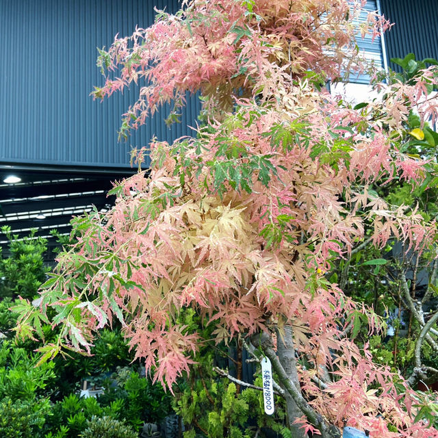 宜蘭秘境花市｜進花園・和旺園藝 IN GARDEN