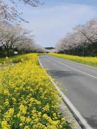 After the Seogwipo Canola Flower Festival, Jeju