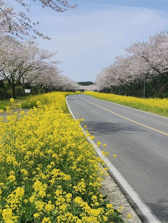After the Seogwipo Canola Flower Festival, Jeju