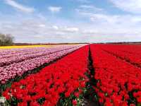 Cycling around scenic Zijpe flower fields mid April