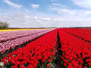 Cycling around scenic Zijpe flower fields mid April