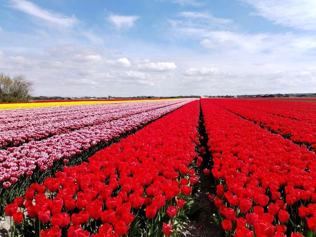 Cycling around scenic Zijpe flower fields mid April